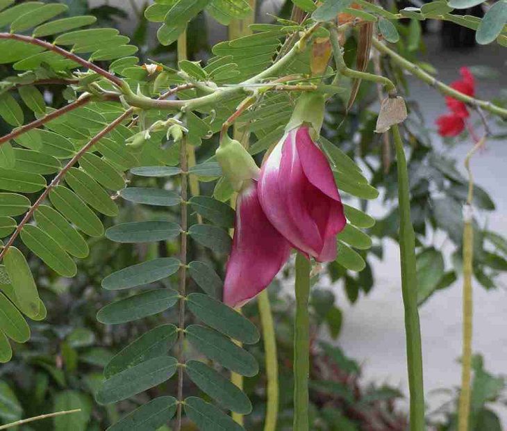 Cây so đũa chữa hắc lào