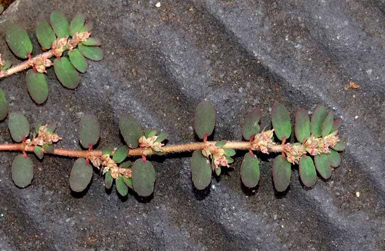 Cây Cỏ Sữa Và Tác Dụng Thông Huyết, Tiêu Viêm, Lợi Tiểu