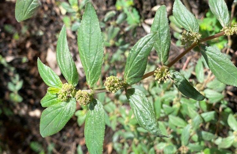 Cây Cỏ Sữa Và Tác Dụng Thông Huyết, Tiêu Viêm, Lợi Tiểu