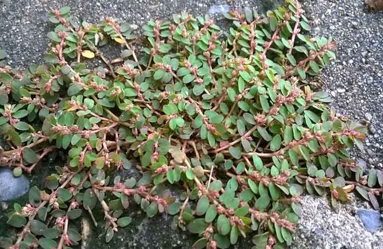 Cây Cỏ Sữa Và Tác Dụng Thông Huyết, Tiêu Viêm, Lợi Tiểu