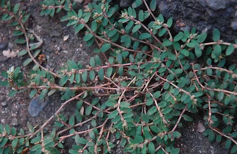 Cây Cỏ Sữa Và Tác Dụng Thông Huyết, Tiêu Viêm, Lợi Tiểu