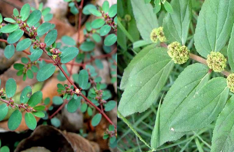 Cây Cỏ Sữa Và Tác Dụng Thông Huyết, Tiêu Viêm, Lợi Tiểu