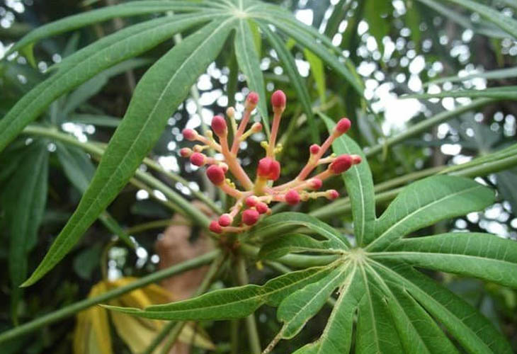 Cây Đỗ Trọng Và Tác Dụng Bổ Can Thận, Mạnh Gân Cốt