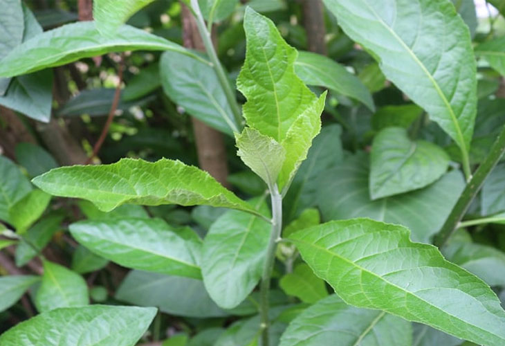 Cây Mật Gấu: Tác Dụng Và Cách Sử Dụng Hiệu Quả