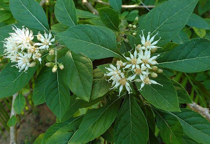 Cây Mật Gấu: Tác Dụng Và Cách Sử Dụng Hiệu Quả