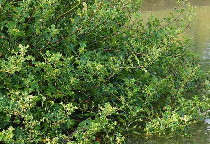 Lợi Ích Chữa Bệnh Của Cây Ô Rô Trong Y Học Cổ Truyền