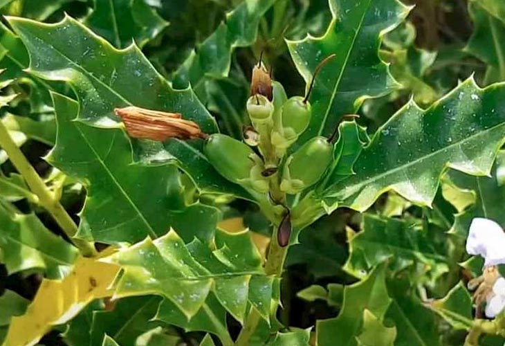 Lợi Ích Chữa Bệnh Của Cây Ô Rô Trong Y Học Cổ Truyền