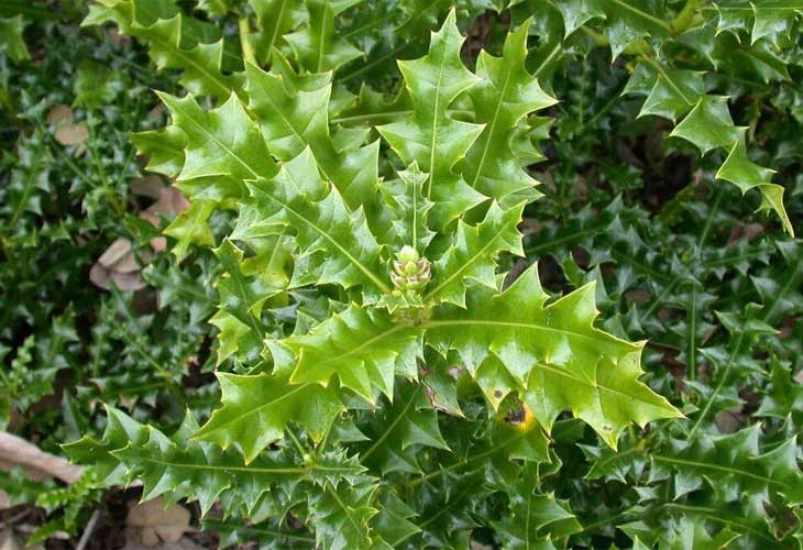 Lợi Ích Chữa Bệnh Của Cây Ô Rô Trong Y Học Cổ Truyền