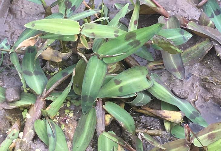 Cỏ Chân Vịt - Đặc Điểm Tự Nhiên Và Hiệu Quả Thanh Nhiệt