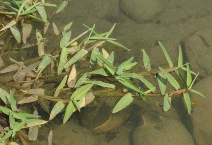 Cỏ Chân Vịt - Đặc Điểm Tự Nhiên Và Hiệu Quả Thanh Nhiệt