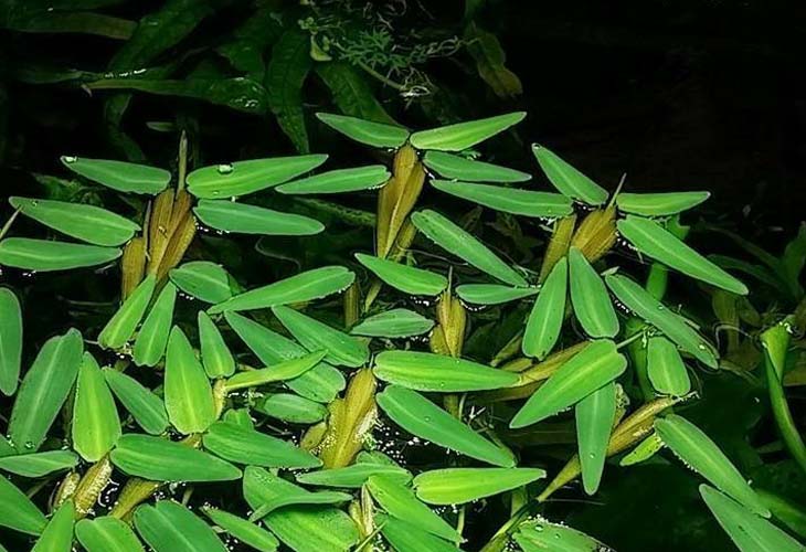 Cỏ Chân Vịt - Đặc Điểm Tự Nhiên Và Hiệu Quả Thanh Nhiệt