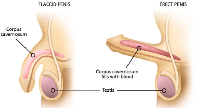 Cương dương nhiều lần trong ngày do đâu? Mẹo khắc phục nhanh nhất - Vật lý trị liệu