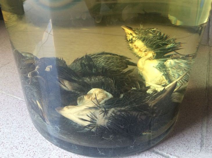 Mách Bạn Cách Ngâm Rượu Bìm Bịp Tốt Cho Sức Khỏe