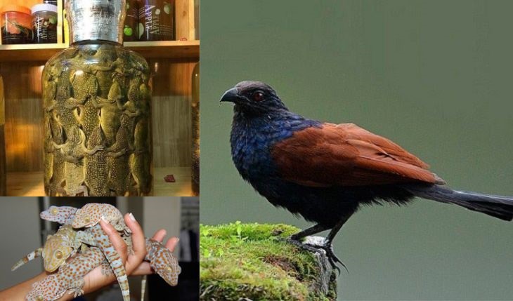 Mách Bạn Cách Ngâm Rượu Bìm Bịp Tốt Cho Sức Khỏe