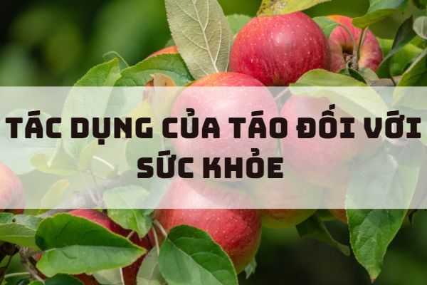 Lợi ích của táo đối với sức khỏe