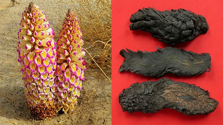 Nhục thung dung là gì? Tác dụng cực kỳ to lớn với quý ông