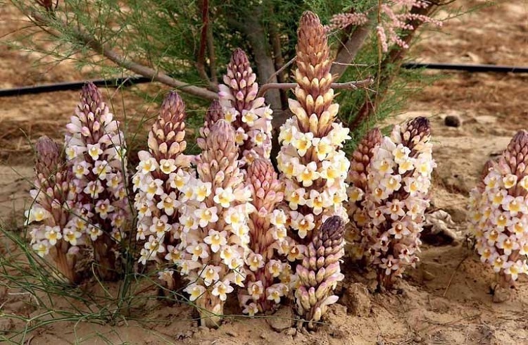 Nhục thung dung là gì? Tác dụng cực kỳ to lớn với quý ông