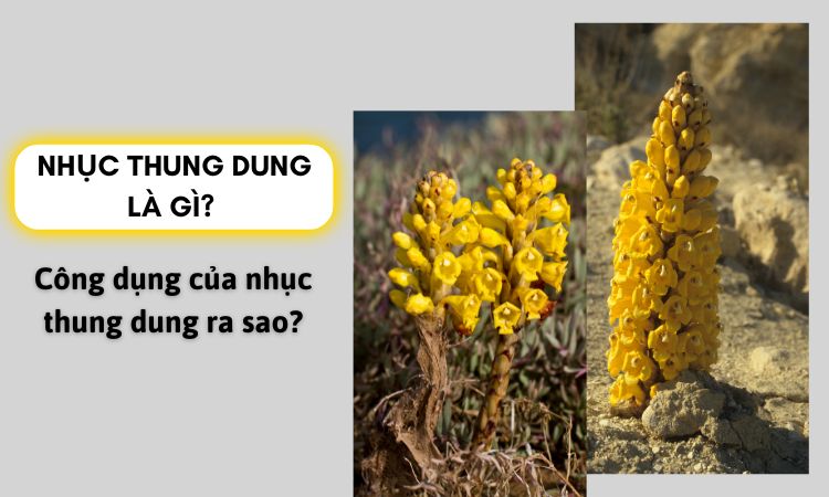 Nhục thung dung là gì? Tác dụng cực kỳ to lớn với quý ông