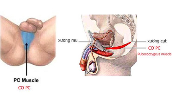 Xác định vị trí Cơ mu cụt - cơ PC, tác dụng của cơ PC với sinh lý nam - Vật lý trị liệu