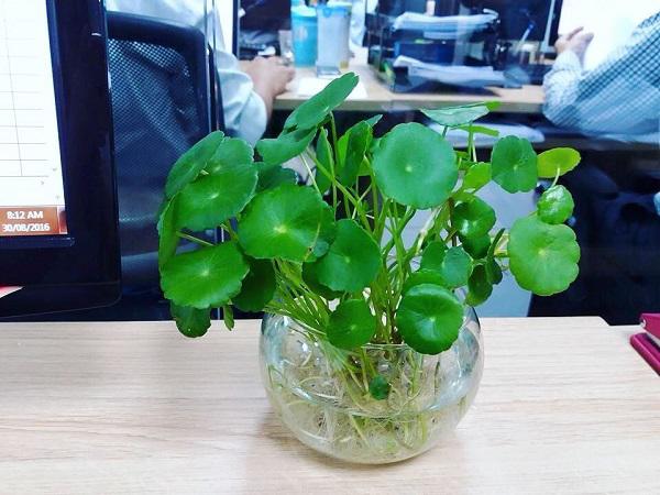 Cây cỏ đồng tiền phong thủy