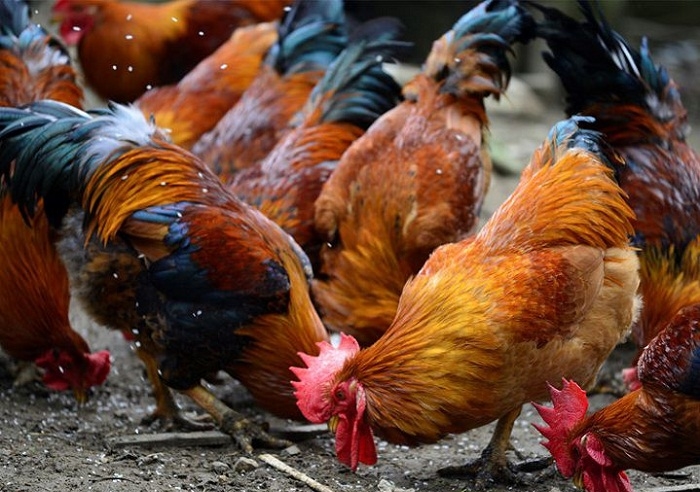 Thông tin kĩ thuật - Nguyên nhân và cách phòng bệnh Marek ở gà hiệu quả