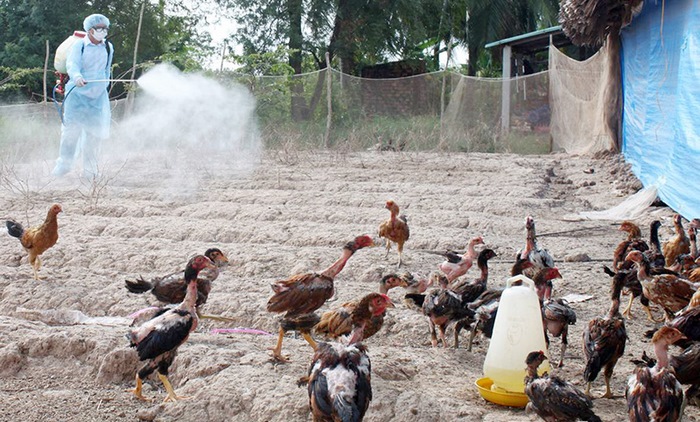 Thông tin kĩ thuật - Nguyên nhân và cách phòng bệnh Marek ở gà hiệu quả