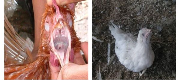 Triệu chứng hô hấp