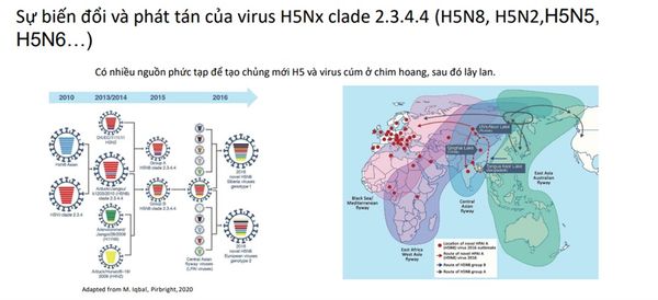 Sự biến đổi và phát tán virus cúm gia cầm