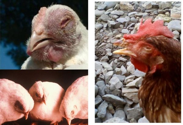 Gà ủ rũ, vùng đầu sưng