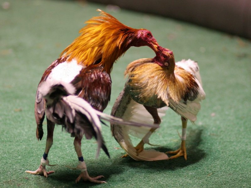 Huấn luyện kỹ năng cho gà tre đá