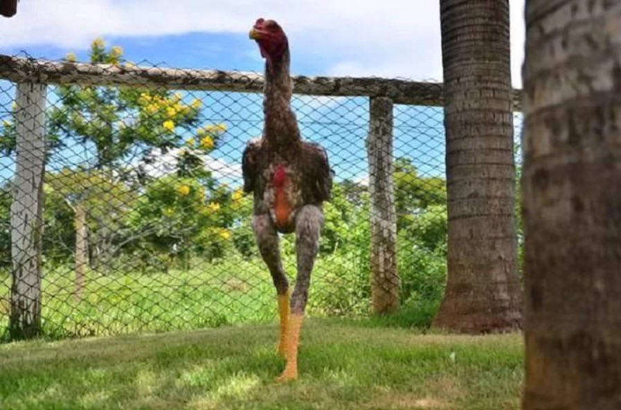 Chăm sóc gà Nam Mỹ