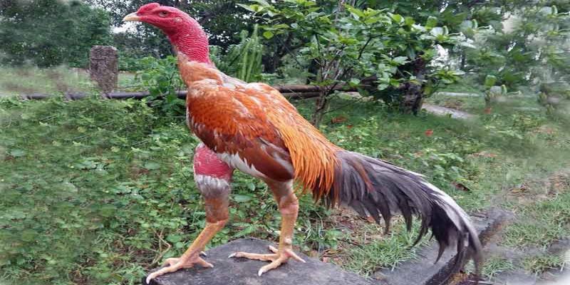 Kiểm tra sức khỏe chiến kê