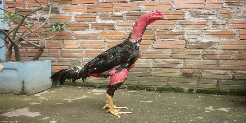 Cân nặng gà chọi