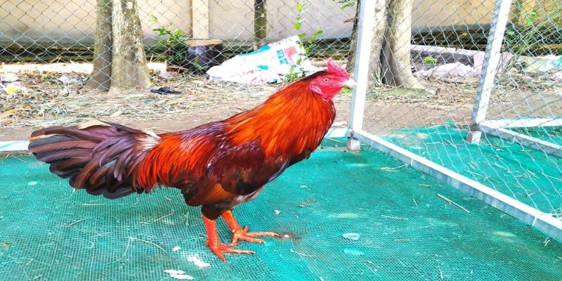 Lưu ý khi chọn gà