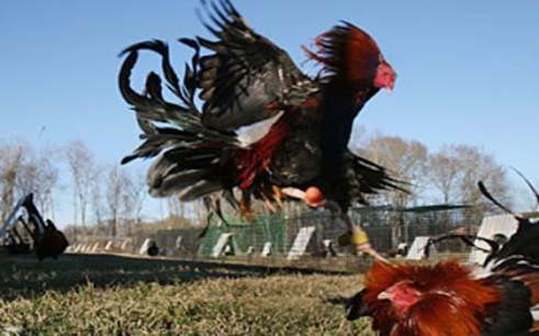 Bí quyết tuyển gà chọi giống | Cổng TTĐT Tài năng trẻ Quốc gia