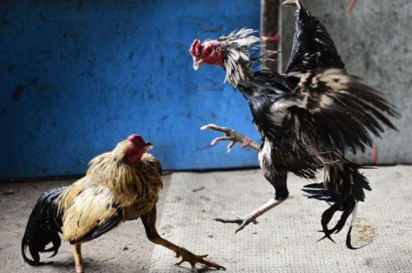 Cách chọn gà chọi đá hay không phải sư kê nào cũng biết