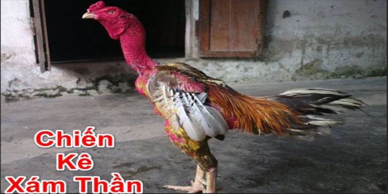 Môi trường sống sạch sẽ cho gà xám thần