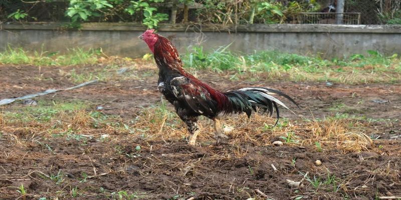 Bảo vệ khu vực nuôi gà khỏi các mối đe dọa