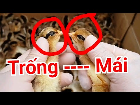 Phân Biệt Trống - Mái Gà Rừng Con Mới Nở.
